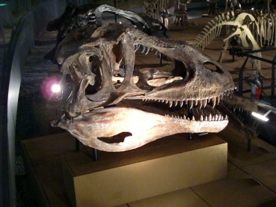 Carcarodontsaurus saharicus 003