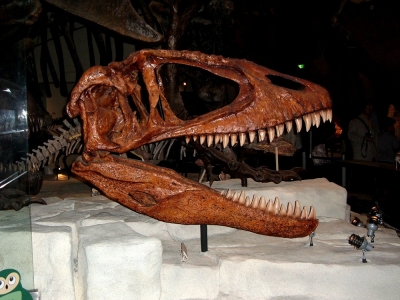 Carcarodontsaurus saharicus 002