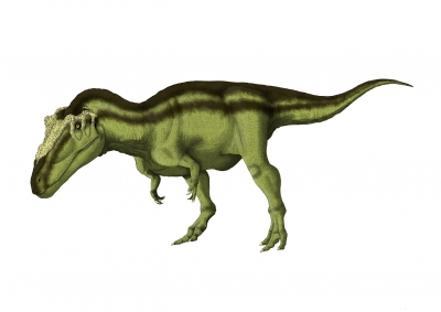 Carcarodontsaurus saharicus 004