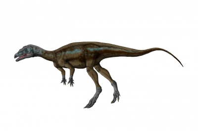 Eoraptor lunensis_1