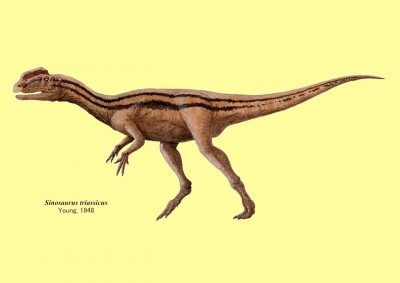 Sinosaurus triassicus_001
