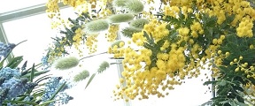 mimoza.jpg