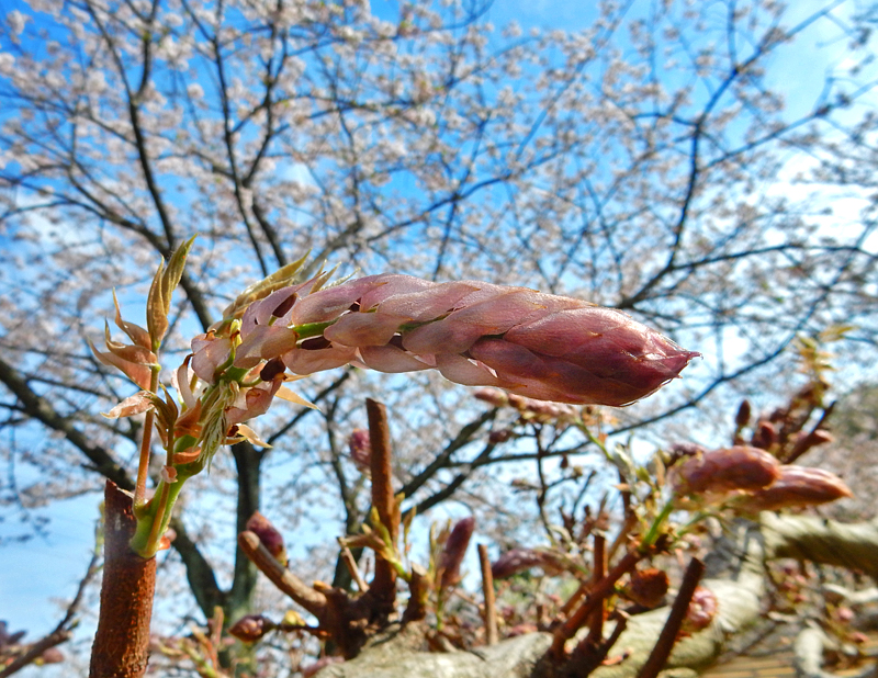 塚山公園の桜5