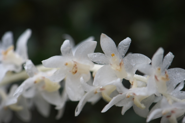 Eria hyacinthoides エリア・ヒヤシンソイデス-04