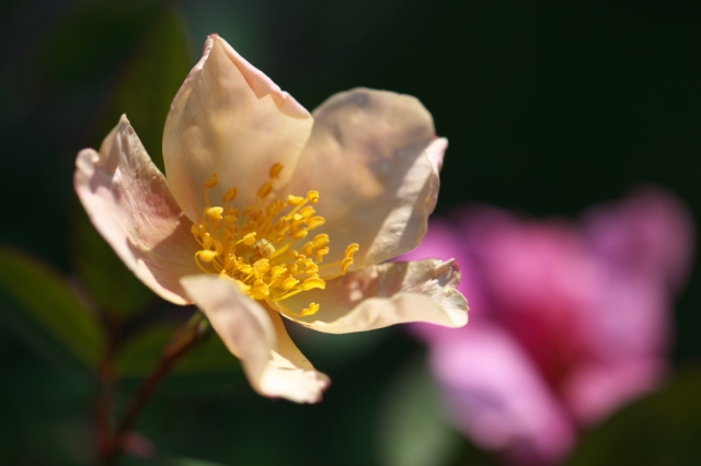 Rosa chinensis　Mutabilis-04