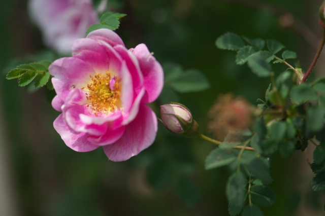 Rosa.spinosissima bicolor-01