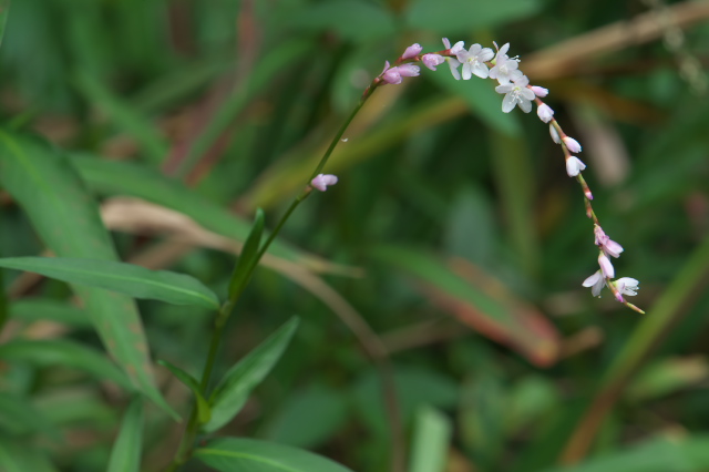 サクラタデ（Persicaria odorata subsp. conspicua）-04