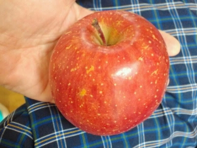 2016花巻のりんご