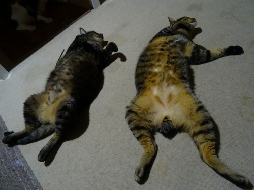 ぺぺちゃん(左)とチビ君(右)寝転んで盆踊りの練習？DSC02468