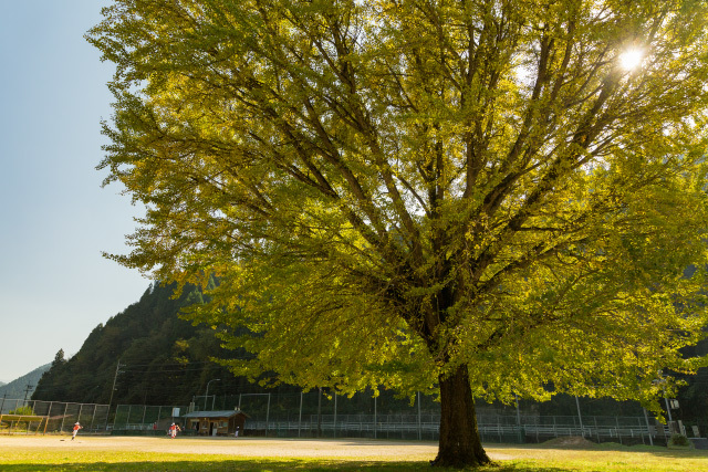 旧日野小学校　銀杏の木