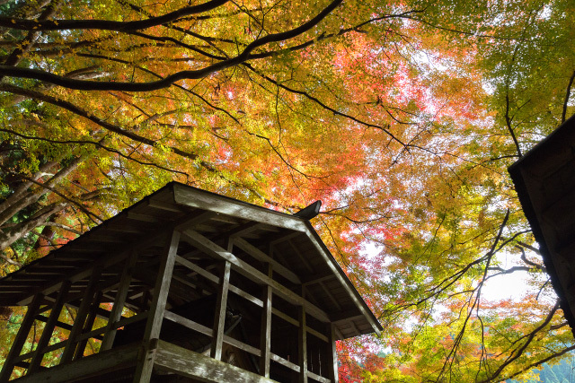 板井原集落の秋　向山神社　紅葉