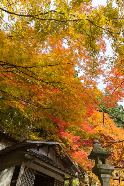 板井原集落の秋　向山神社　紅葉