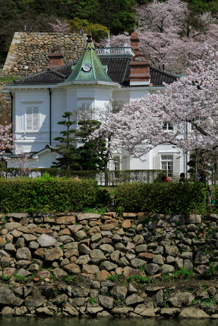 鳥取市　久松公園　桜