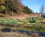 白菜の収穫