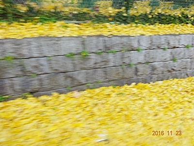 DSC07408黄色いじゅうたん