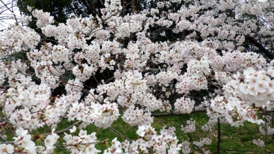 大泉緑地の桜（未公開分）：2016年4月撮影