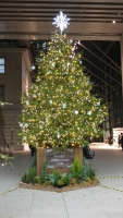 2016年12月クリスマスツリー
