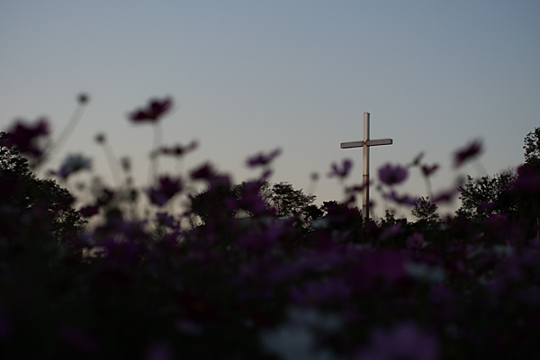 十字架とコスモス
