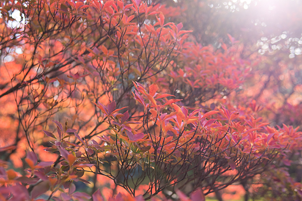 光を浴びるドウダンツツジの紅葉