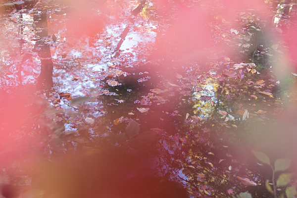 池の落ち葉と紅葉のモミジ