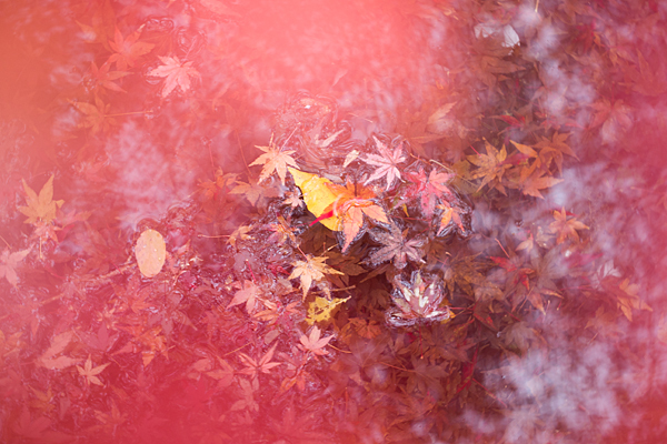 モミジの赤と落ち葉と水面