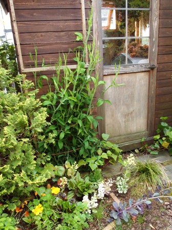 my-garden 046