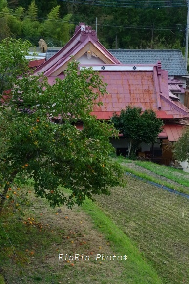 2018年10月赤い屋根と柿