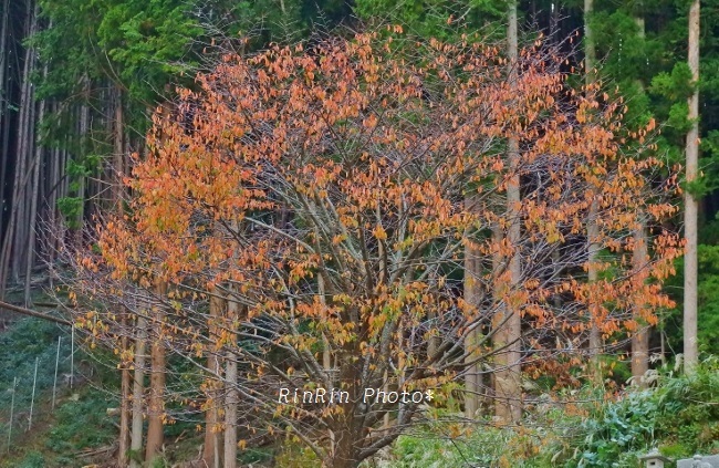 2018年10月平林紅葉桜