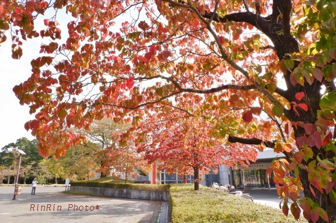 2018年10月公園の花水木紅葉