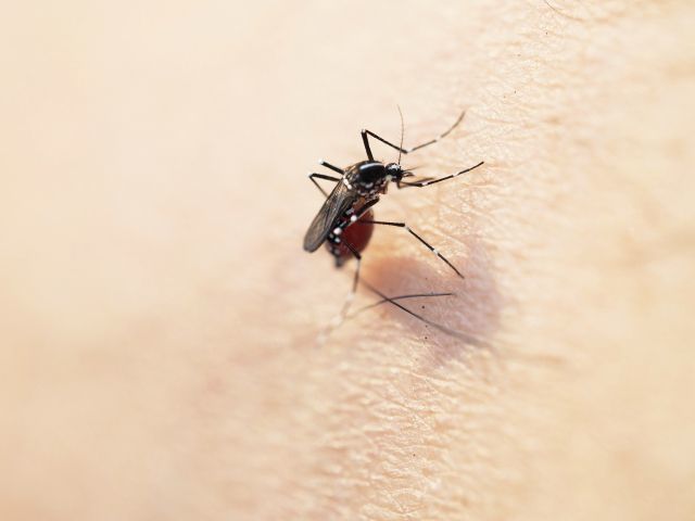 蚊に刺されやすい血液型はある？