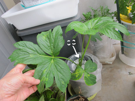 園芸でちょこっと科学 種からお初栽培のアシタバ 葉の生長スピード
