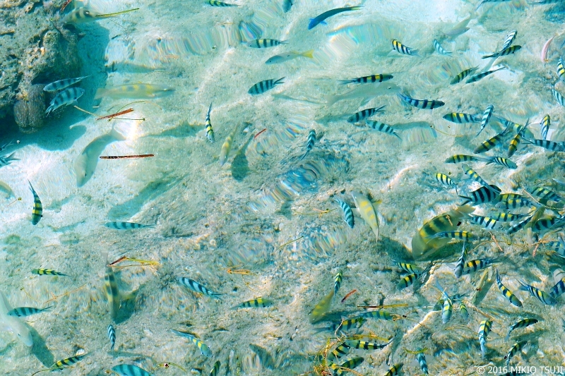 絶景探しの旅 - 0013 カラフル熱帯魚のビーチ （フィリピン マクタン島）